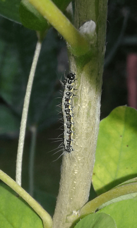 larva di Uresiphita gilvata (Crambidae)?  S !